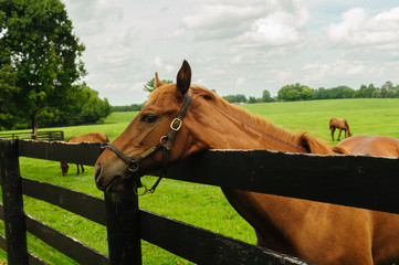 Thoroughbred looking over the fence