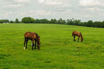 Obraz na płótnie Canvas Thoroughbred horses grazing