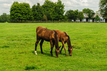 Plakat horses grazing