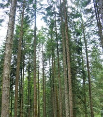Fototapeta premium Wald