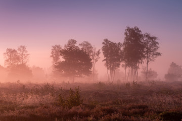 Plakat Sunrise with early morning dew in a Dutch purple coloured misty landscape of a moorland field with solitary trees