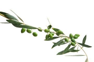 Photo sur Plexiglas Olivier branch with green olives