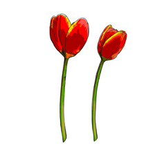 Vector isolated Tulip