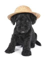  puppy with straw hat