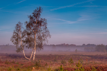 Autumn sunrise with mist in a typical Dutch landscape of heather in a moorland field with a solitary birch tree