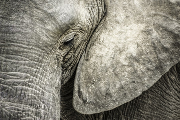 African Elephant head close-up
