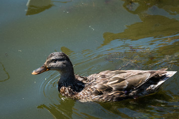 Duck Swimming