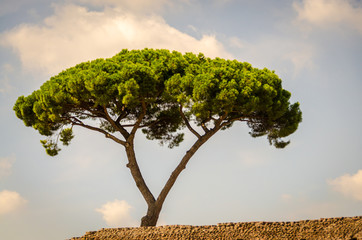Scenes of Rome, Summer 2011