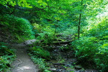 Trail in the Woods