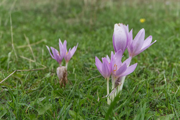 Obraz premium Mountain flowers in Slovakia