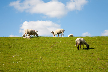 Schafe in norddeutsche Landschaft