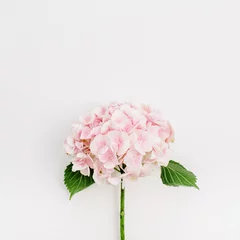 Gordijnen Pink hydrangea flower on white background. Flat lay, top view. © Floral Deco