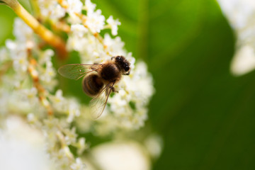 bee on flower
