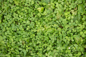 Green grass clover lawn