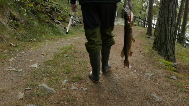 Back view of fisherman goes with big fish and spinning rod, steadicam shot