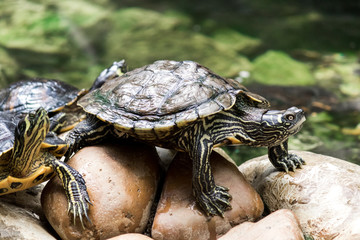 Turtle