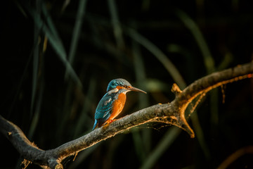alcedo atthis bird