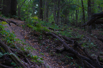 Path in the forest