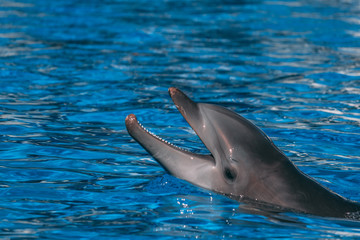 Fototapeta premium Happy Dolphin
