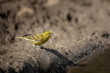 serinus serinus bird