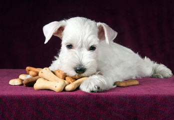 puppy with dog biscuits bones