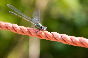 dragonfly on a rope
