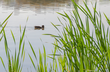 Duck swimming in the reeds