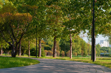 Path in the Park among the trees