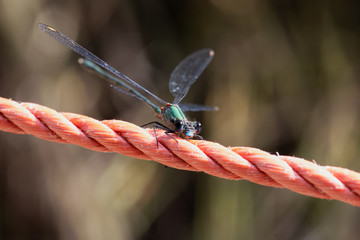 Dragonfly on a red rope