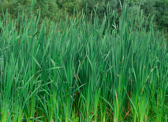 Bright green grass background