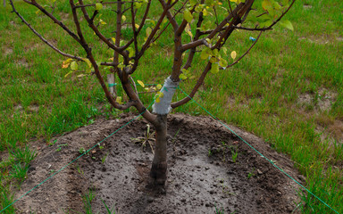 Tree sapling in the Park