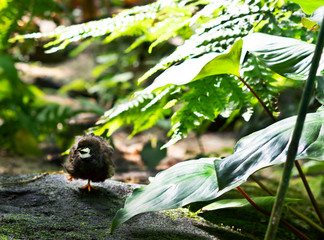 Little Bird on a stone, under big leaf