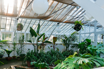 Tropical Plants in a greenhouse at botanic garden