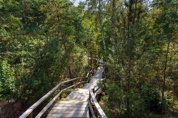 Wooden walking trail between pine trees in Latvia