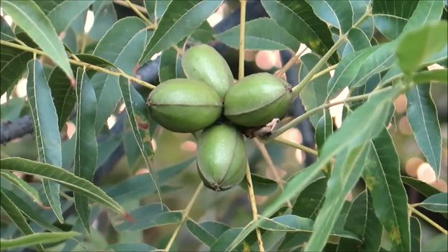 Closeup of Fruit pods on pecan tree near Alora Andalusia