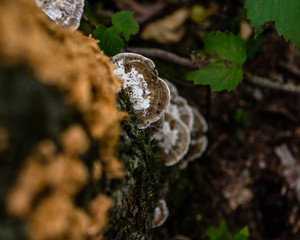 mushroom in forest