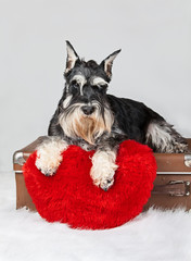 Valentine's Day schnauzer puppy dog