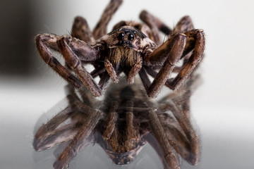 One spider close-up
