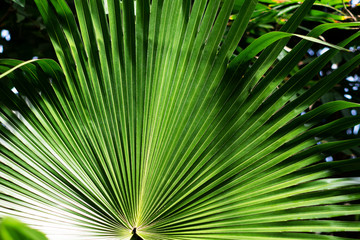 Leaf of palm tree, line patterns