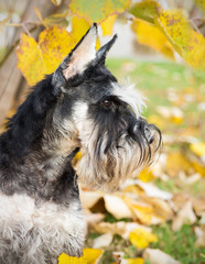autumn schnauzer dog