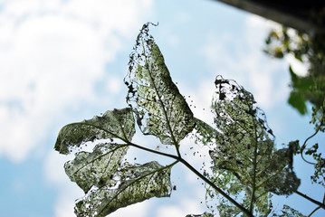 Leaves with holes (eaten by caterpillars) close up macro detail silhouette on blue cloudy sky...