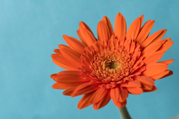 ガーベラ　ブルーバック