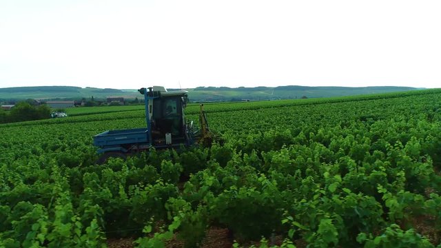 Vendanges dans les vignes 