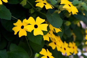 A bunch of yellow flowers