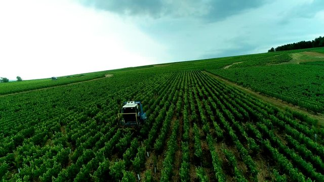 Vendanges dans les vignes 