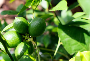 Green lemons on a tree	