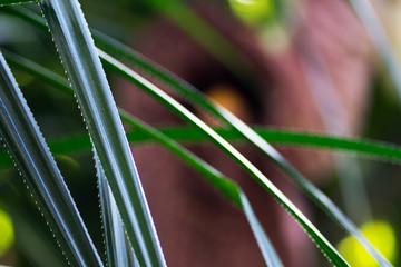 closeup of a leaf