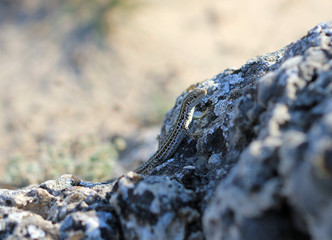 Стенная ящерица (Podarcis muralis) крупным планом на камне