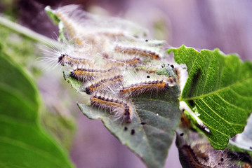 Aporia crataegi (black-veined white) caterpillars eating green acer leaves, close up macro detail, soft blurry bokeh