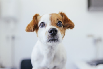 portrait of a cute little dog on a canine clinic
